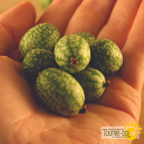 Miniature : Concombre Tourne-Sol