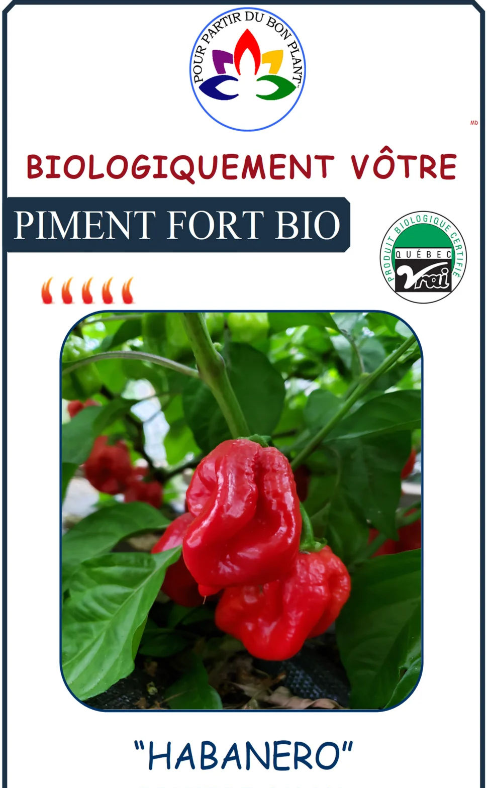 Miniature : Piment fort de F à K Biologiquement Vôtre
