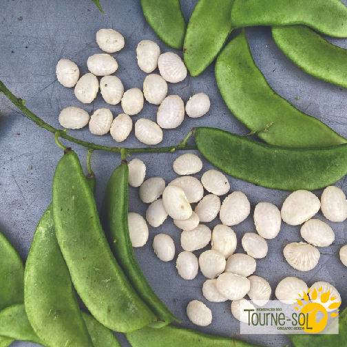 Miniature : Haricot Tourne-Sol