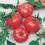 Miniature : Tomate Mckenzie