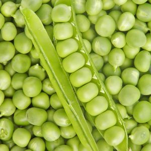 Miniature : Pois Écoumène