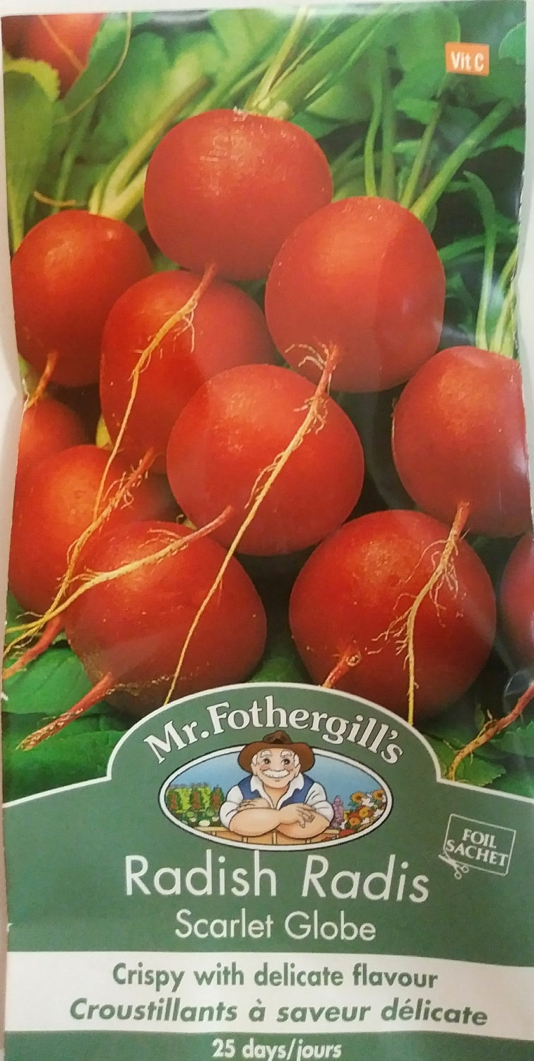 Miniature : Radis Mr. Fothergill's