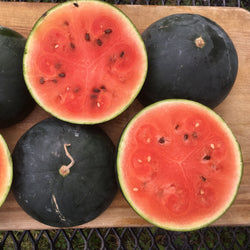 Miniature : Melon Tourne-Sol
