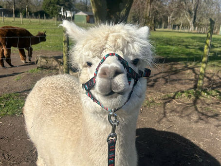 An alpaca