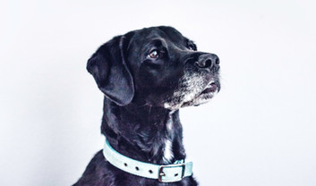 Perro negro