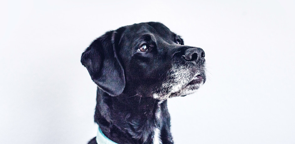 Black Dog