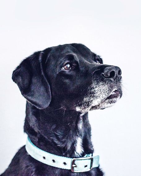 Black Dog Portrait
