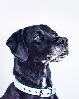 Chien noir