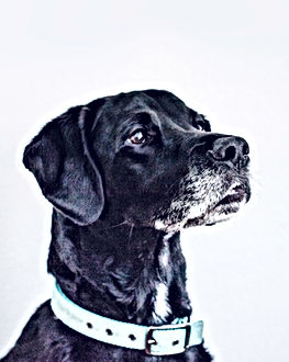 Chien noir