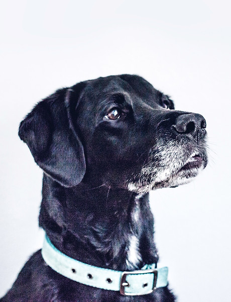 Black Dog