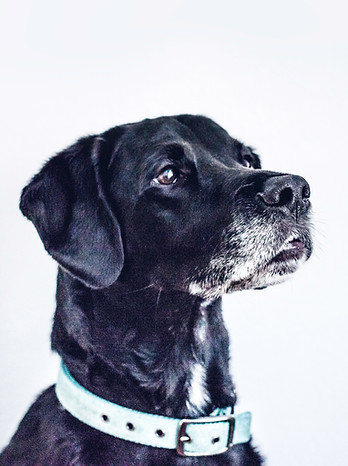 Black Dog