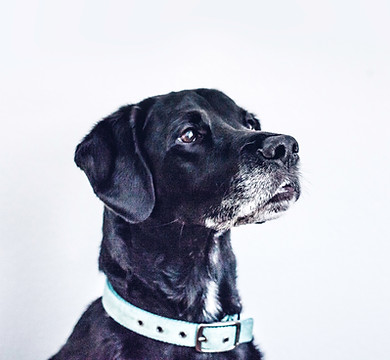 Adoptie hond uit Portugal