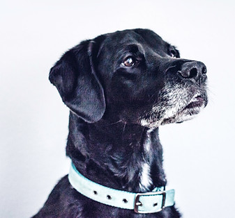 Hundeschule Barking Buddies Viersen - Labbi schwarz