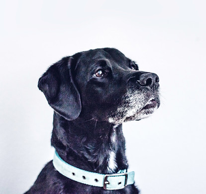 Schwarzer Hund