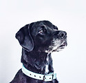 Black Dog