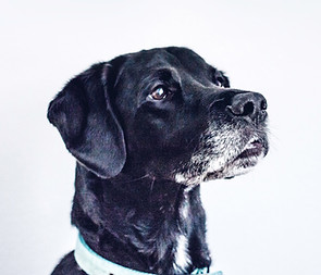 Black Dog
