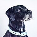 Black Dog