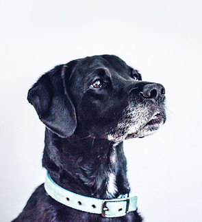 Black Dog Portrait