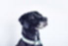 黒い犬