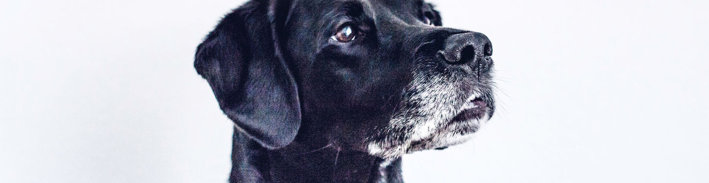 Black Dog