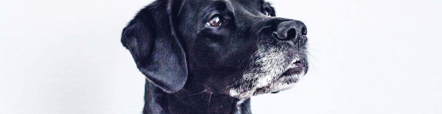 Black Dog