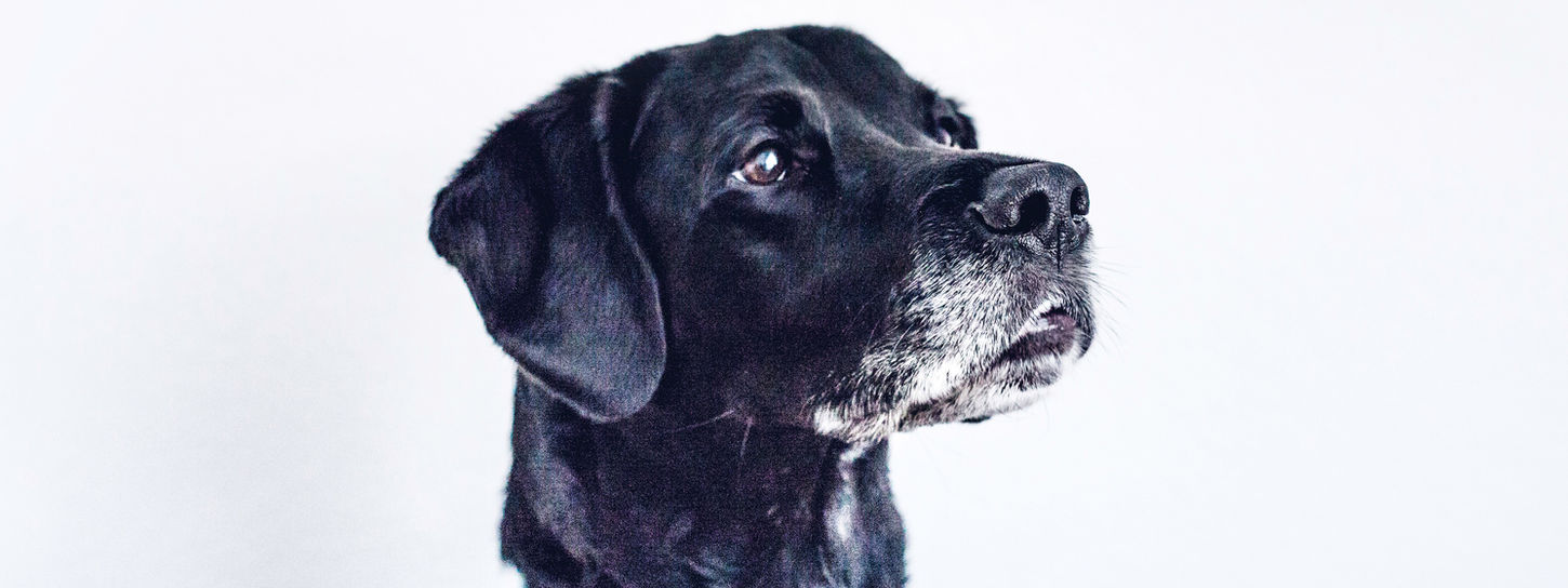 Older Black Dog