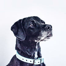 Chien noir