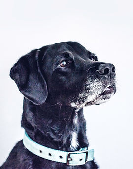 Schwarzer Hund