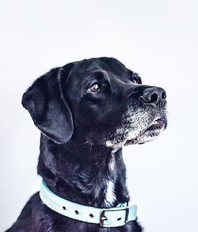 Black Dog