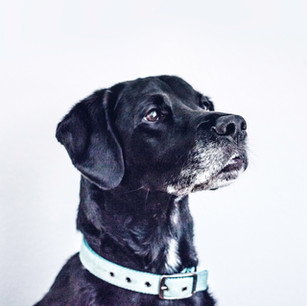 Schwarzer Hund
