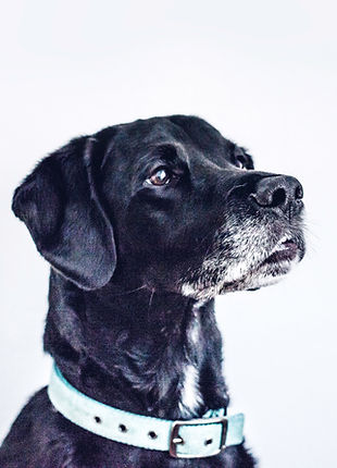 Black Dog