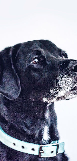 Black Dog