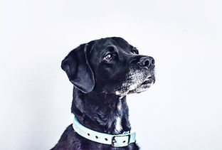 Black Dog Portrait