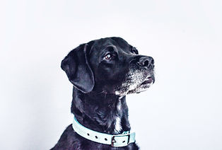 Black Dog