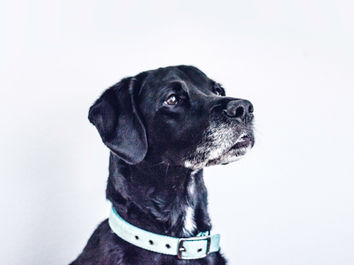 Chien noir