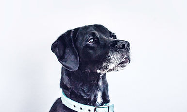 Black Dog