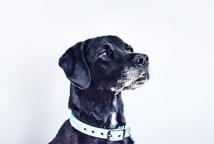 Black Dog