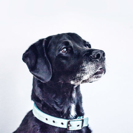 Can a meat or poultry product in your pet’s food be harmful?