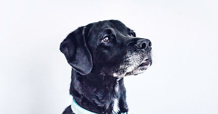 犬