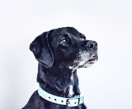 Black Dog