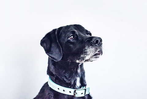 Black Dog