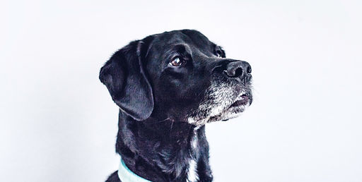 Older dog sitting quietly looking at the camera