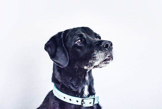 黒い犬