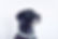 Black Dog