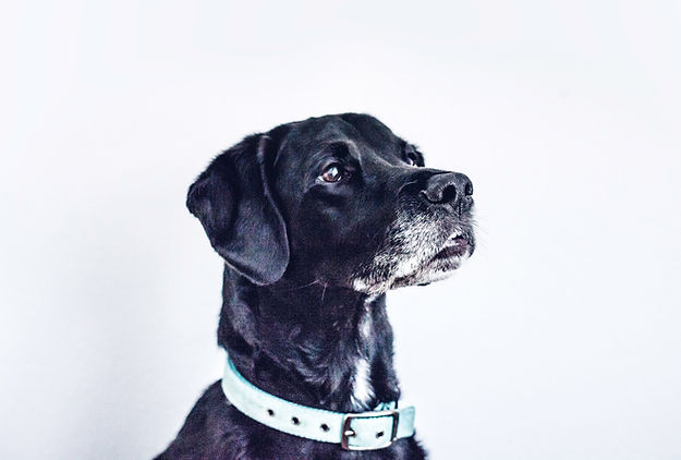 Black Dog