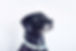 Black Dog