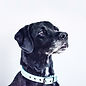 Black Dog