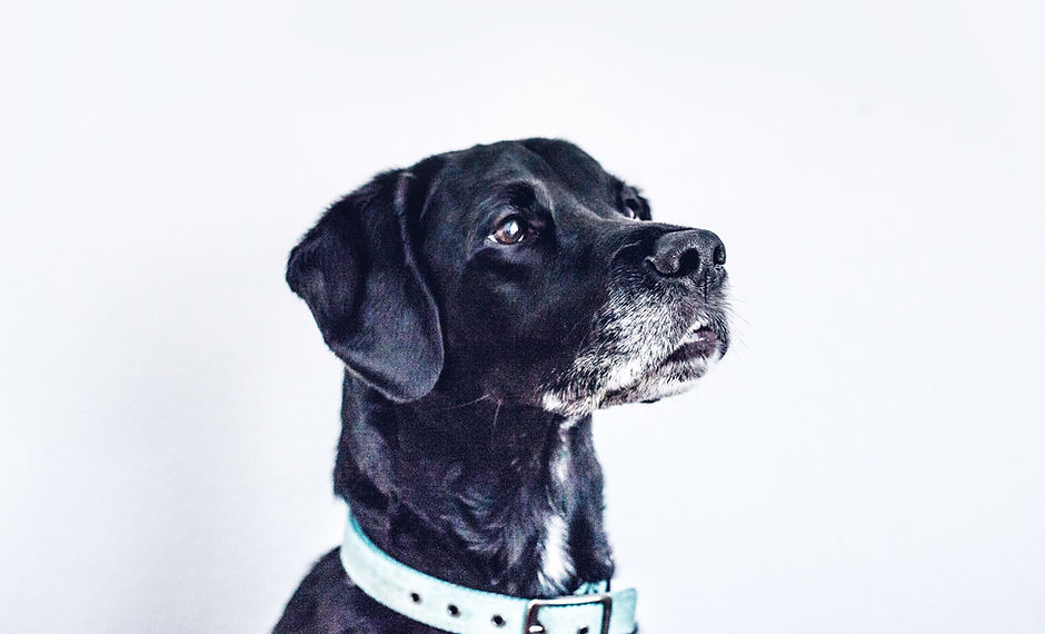 Black Dog