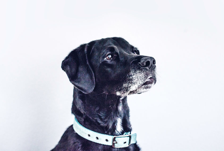 Black Dog