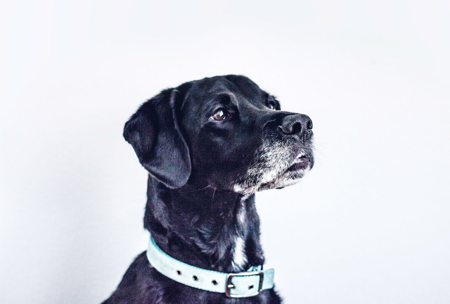 Cachorro Preto - Vet Care - Pet Care - Acupuntura Veterinária - Átila Gonçalves